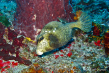 Les poissons étranges du récif.