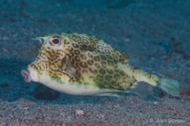 Poisson coffre à cornes Guadeloupe