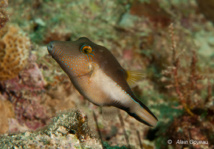 Canthigaster des Caraïbes.