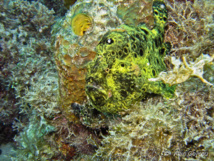 Les poissons étranges du récif.