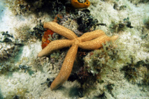 Etoile de Mer Comète. Etoile de Mer Comète.