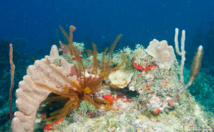Crinoïde. Crinoïde.