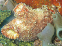 L'Ascidie Solitaire (Polycarpa spongiabilis) est la plus grande des ascidies de Guadeloupe, 7 à 10 centimètres.