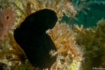 L'Ascidie noire (Phallusia nigra) dérangée à l'approche du plongeur ferme rapidement ses siphons et se ratatine.