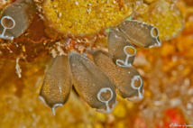 Les Clavellines (Clavellina sp.) reliées par un stolon ont l'apparence du ver.