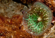 Corallimorphaire verruqueux Discosoma sanctithomae. Les tentacules partent comme des rayons vers l’extérieur.