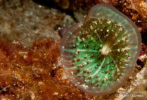 Corallimorphaire verruqueux Discosoma sanctithomae. Les tentacules partent comme des rayons vers l’extérieur. Corallimorphaire verruqueux Discosoma sanctithomae. Les tentacules partent comme des rayons vers l’extérieur.