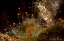 Corallimorphaire Jongleur (Corynactis caribbeorum).