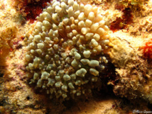 Corallimorphaire Verruqueux (Discosoma neglecta)