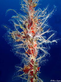 L'Hydraire des Amarres comme sont nom l'indique vit fixé sur de vieux cordages. L'Hydraire des Amarres comme sont nom l'indique vit fixé sur de vieux cordages.