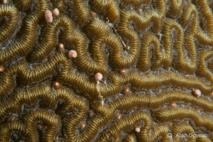 Le Corail-cerveau tient son nom en raison de sa ressemblance à un cerveau humain. Le Corail-cerveau tient son nom en raison de sa ressemblance à un cerveau humain.