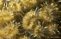 Un corail Fleur-doux Epineux sur le point de libérer ses gamètes.