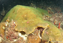 Colonie encroutante en forme de dome de Montrastrea annularis ou Corail-massif étoilé. Colonie encroutante en forme de dome de Montrastrea annularis ou Corail-massif étoilé.