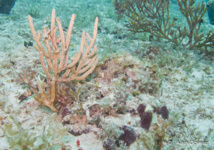 L’art du camouflage, dans le monde sous-marin.