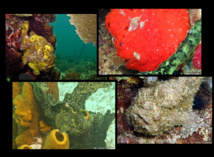 L’art du camouflage, dans le monde sous-marin.
