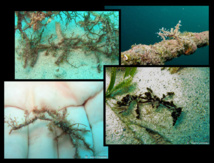 L’art du camouflage, dans le monde sous-marin.