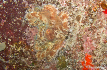 L’art du camouflage, dans le monde sous-marin.