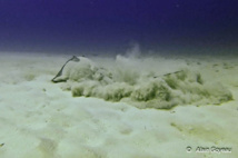 Raie Pastenague, site de plongée Port Louis. Raie Pastenague, site de plongée Port Louis.