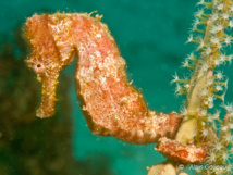 Un hippocampe accroché sur une gorgone se fond dans le décor. Un hippocampe accroché sur une gorgone se fond dans le décor.