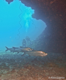 Les tarpons dans une grotte à Pointe Plate. Les tarpons dans une grotte à Pointe Plate.