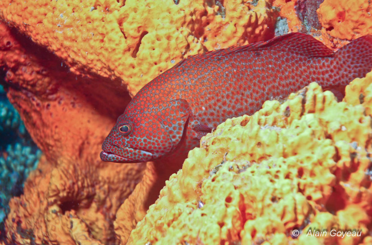 Ce poisson porte plusieurs noms vernaculaires : Mérou grande gueule, mérou couronné rouge, grand gueule rouge. Mais un seul nom binominal : Epinephelus guttatus. Ce poisson porte plusieurs noms vernaculaires : Mérou grande gueule, mérou couronné rouge, grand gueule rouge. Mais un seul nom binominal : Epinephelus guttatus.
