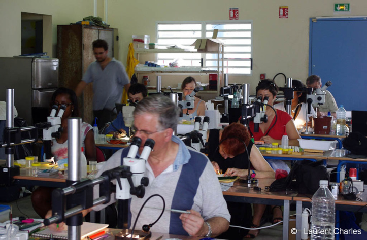 Tri des spécimens pendant la mission Karubenthos. Les petits spécimens sont traités à la loupe binoculaire. Tri des spécimens pendant la mission Karubenthos. Les petits spécimens sont traités à la loupe binoculaire.
