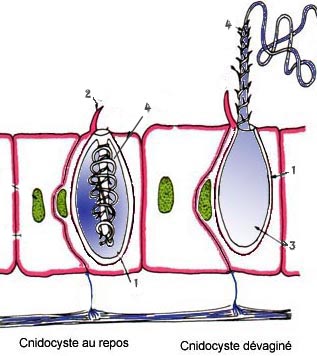 Un cnidosyste avec son filament enroulé et déroulé. Source VieOceane.