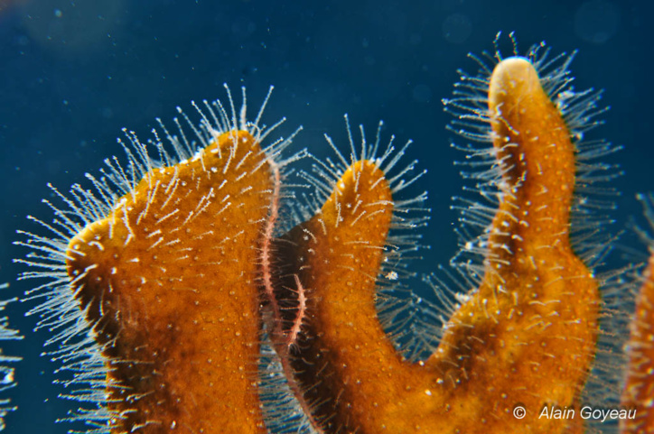 Les "poils" sont en réalité les polypes du Corail de Feu (Millepora alcicornis). Les cellules urticantes (cnidocystes) sont réparties tout le long du polype. Les "poils" sont en réalité les polypes du Corail de Feu (Millepora alcicornis). Les cellules urticantes (cnidocystes) sont réparties tout le long du polype.