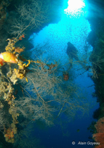 Plongeur en contre-jour, il faut trouver le bon équilibre.Détroit de Lembeh, Indonésie.