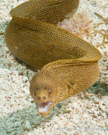 Il arrive parfois à la Murène Porcelaine (Gymnothorax miliaris) de chasser en plein jour.