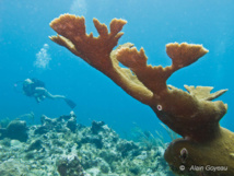 Une colonie de Corne d'Elan peut mesurer plusieurs mètres de haut. Une colonie de Corne d'Elan peut mesurer plusieurs mètres de haut.