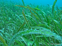 L'Herbe à Tortue constitue l'herbier.