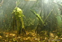 Au milieu des racines se cachent des poissons juvéniles.