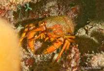 La Langouste  Cuivrée (Palinurellus gundlachi) posséde une première paire de pattes terminées par des griffes.