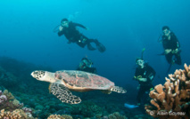 Les tortues sont des reptiles descendants direct des dinosores. Les tortues sont des reptiles descendants direct des dinosores.