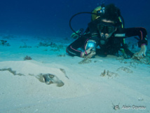 Enfouie dans le sable, une raie Pastenague ne laisse voir que ces yeux. Enfouie dans le sable, une raie Pastenague ne laisse voir que ces yeux.