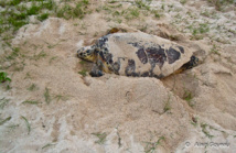 Une tortue Imbriquée en ponte sur l'une des plages sauvages de Port-Louis.