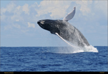 La Baleine à Bosse est capable de faire des sauts spectaculaires.