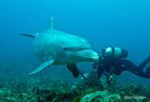 Le Chinois, un Grand Dauphin qui apprécie la présence des plongeurs. Le Chinois, un Grand Dauphin qui apprécie la présence des plongeurs.