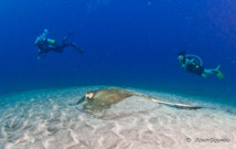 La Raie Pastenague se repose sur le sable indifférente aux plongeurs. La Raie Pastenague se repose sur le sable indifférente aux plongeurs.