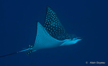 La Raie Aigle vole au-dessus du récif à la recherche de mollusques. La Raie Aigle vole au-dessus du récif à la recherche de mollusques.