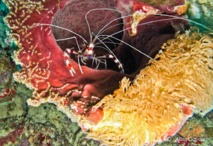 Grande Crevette Nettoyeuse (Stenopus hispidus). Grande Crevette Nettoyeuse (Stenopus hispidus).