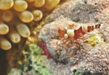 Crevette de Thor (Thor amboinensis) Crevette de Thor (Thor amboinensis)