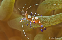 Crevette du Yucatan (Periclimenes yucatanicus) Crevette du Yucatan (Periclimenes yucatanicus)