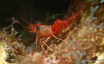 Crevette Danseuse Rouge (Rhynchocinetes rigens)