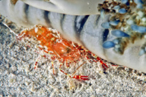 Les Crevettes de Guadeloupe et des Petites Antilles.