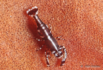 Crevette de l'Astrophyton (Periclimenes perryae), la taille est d'environ 5mm. Crevette de l'Astrophyton (Periclimenes perryae), la taille est d'environ 5mm.