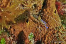 Crevette de Pederson (Periclimenes pedersoni)