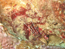 Crevette Pistoléro (Alpheus armatus)
