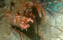 Les Crevettes de Guadeloupe et des Petites Antilles.